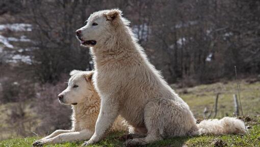 Italian sheepdog hot sale maremma